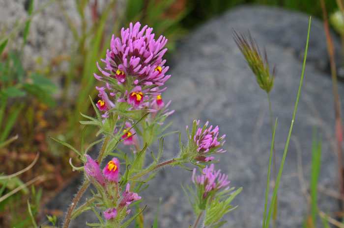 Exserted Indian Paintbrush is an attractive plant that carpets and area in early spring following sufficient rainfall. It blooms from March to May. Castilleja exserta